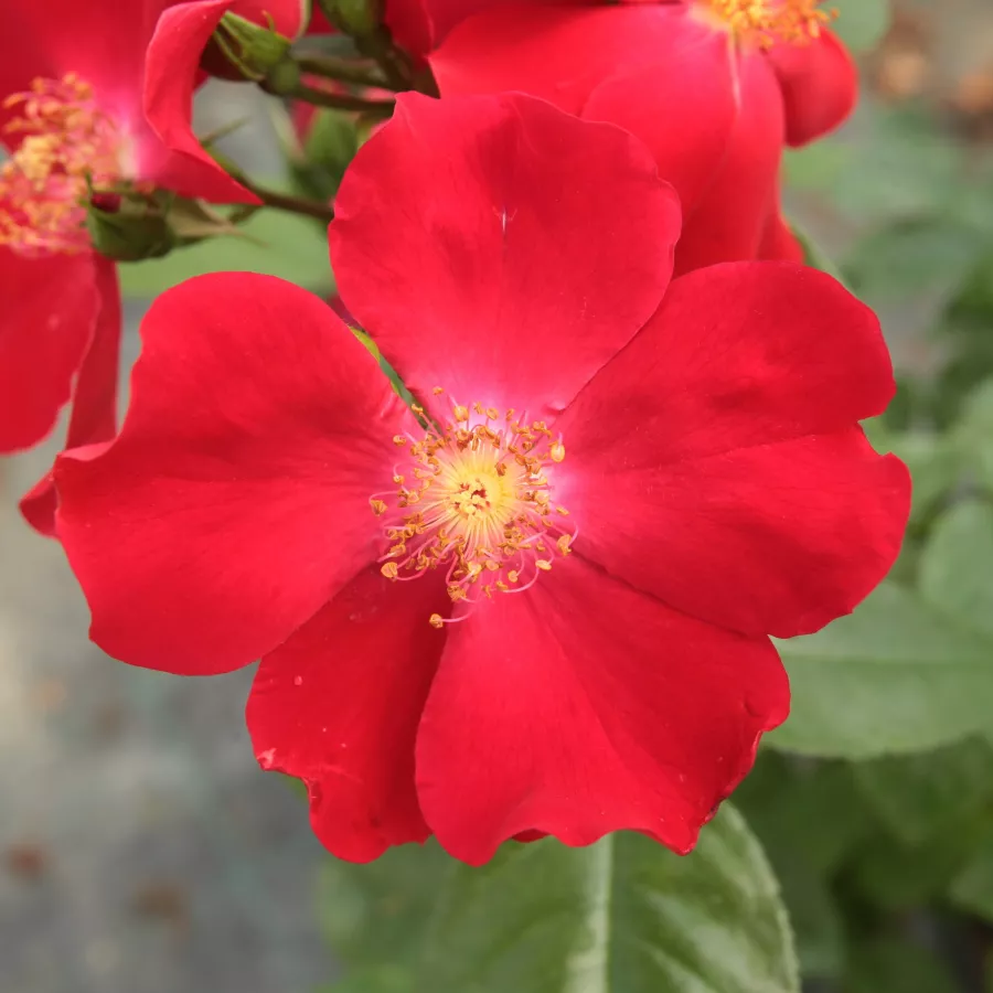 Róże rabatowe grandiflora - floribunda - Róża - Heilige Bilhildis - Szkółka Róż Rozaria