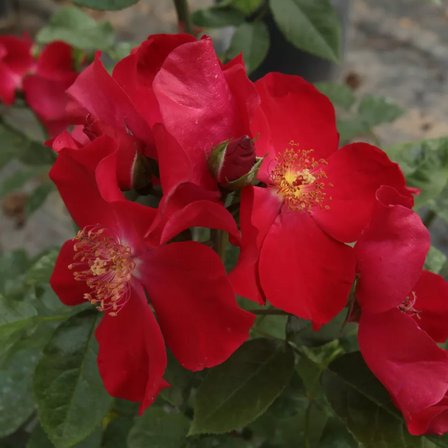 Czerwony - Róża - Heilige Bilhildis - Szkółka Róż Rozaria