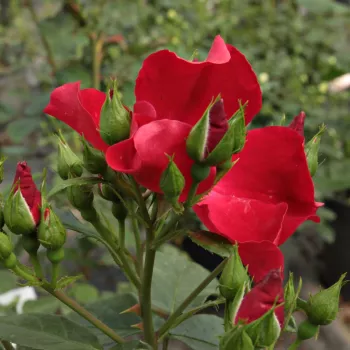 Rosa Heilige Bilhildis - roșu - Trandafiri Floribunda