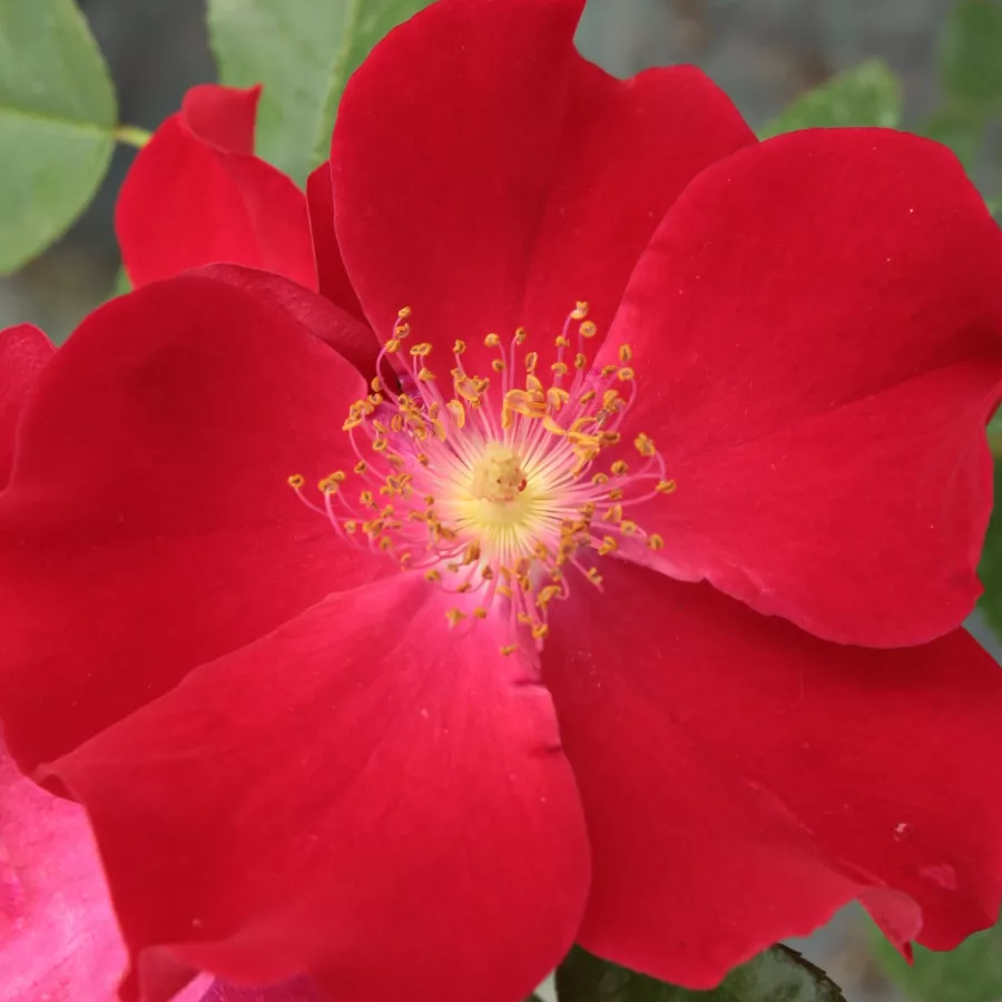 Floribunda - Rosa - Heilige Bilhildis - Produzione e vendita on line di rose da giardino