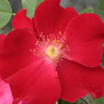 Online rózsa rendelés  - virágágyi floribunda rózsa - vörös - nem illatos rózsa - Heilige Bilhildis - (40-60 cm)
