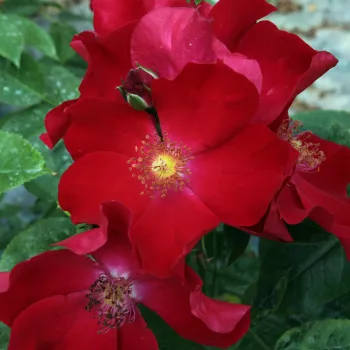 Ciemnoczerwony - róża pienna - Róże pienne - z kwiatami pojedynczymi