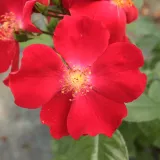 Vörös - nem illatos rózsa - Online rózsa vásárlás - Rosa Heilige Bilhildis - virágágyi floribunda rózsa