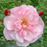 Rózsaszín - virágágyi floribunda rózsa - Online rózsa vásárlás - Rosa Märchenland® - közepesen illatos rózsa - alma aromájú