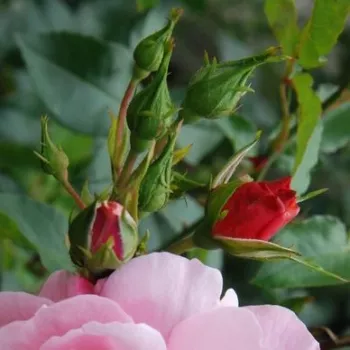 Rosa Märchenland® - różowy - róże rabatowe grandiflora - floribunda