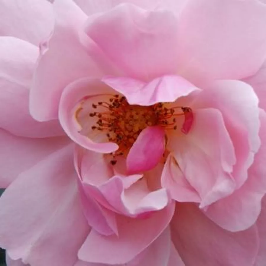 Floribunda - Rosa - Märchenland® - Comprar rosales online