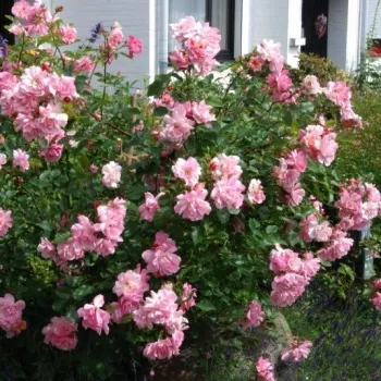 Rose saumon - Fleurs groupées en bouquet - rosier à haute tige - buissonnant