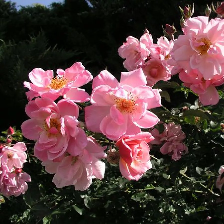 Vrtnica floribunda za cvetlično gredo - Roza - Märchenland® - vrtnice - proizvodnja in spletna prodaja sadik