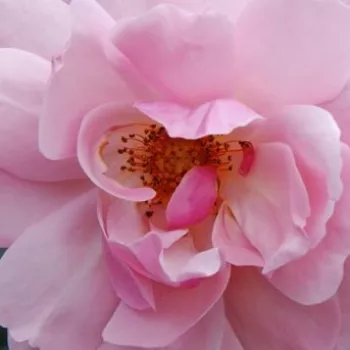 Online rózsa rendelés  - virágágyi floribunda rózsa - közepesen illatos rózsa - alma aromájú - Märchenland® - rózsaszín - (80-150 cm)