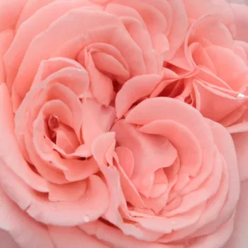Online rózsa kertészet - rózsaszín - teahibrid rózsa - Marcsika - intenzív illatú rózsa - gyümölcsös aromájú - (90-100 cm)