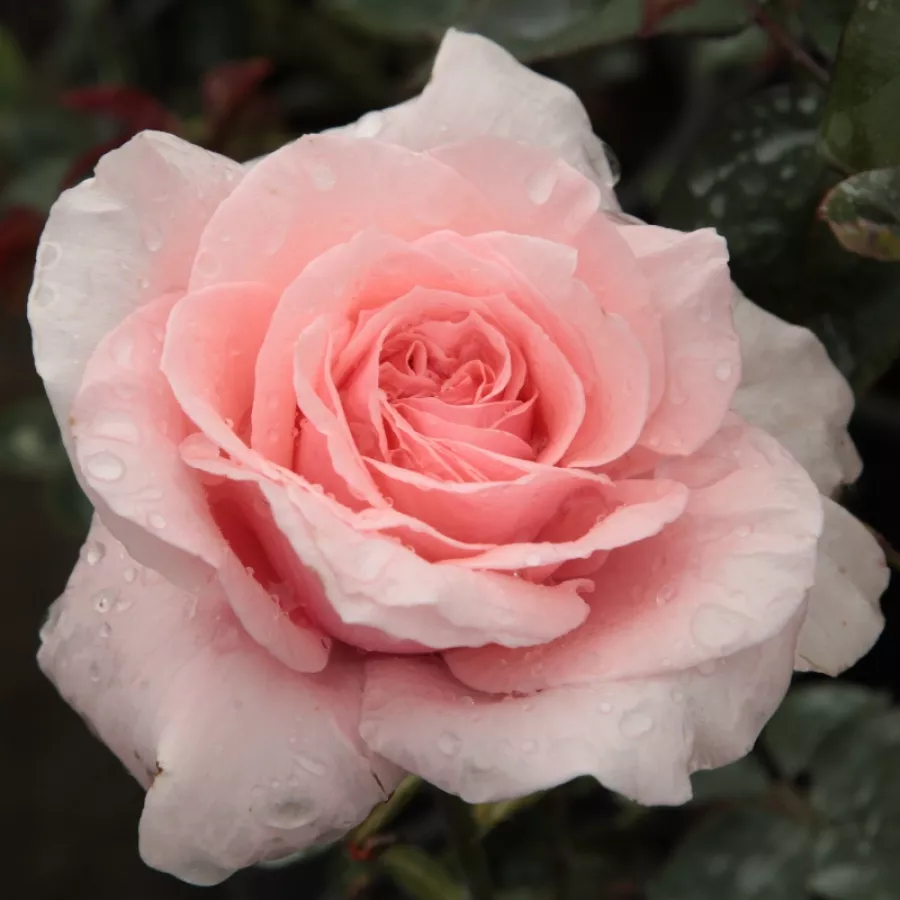 Rose Ibridi di Tea - Rosa - Marcsika - Produzione e vendita on line di rose da giardino