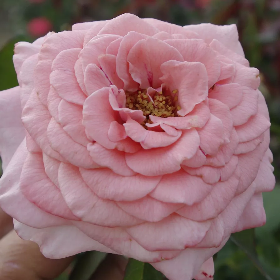 Ružičasta - Ruža - Marcsika - Narudžba ruža