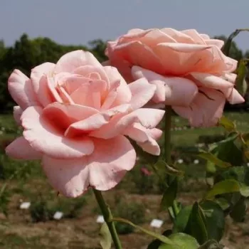 Jasnoróżowy - róża wielkokwiatowa - Hybrid Tea   (90-100 cm)