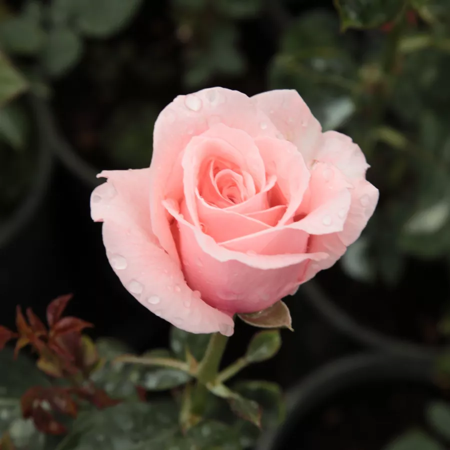 árbol de rosas híbrido de té – rosal de pie alto - Rosa - Marcsika - rosal de pie alto