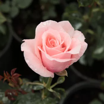 Rosa Marcsika - roz - trandafiri pomisor - Trandafir copac cu trunchi înalt – cu flori teahibrid