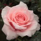 Roz - Trandafiri hibrizi Tea - trandafir cu parfum intens - Rosa Marcsika - răsaduri și butași de trandafiri 