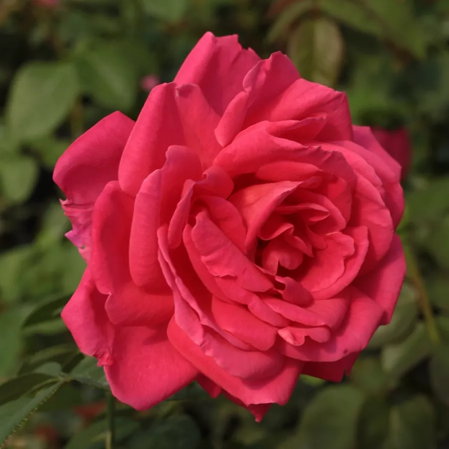 Rosales híbridos de té - Rosa - Maria Callas® - Comprar rosales online