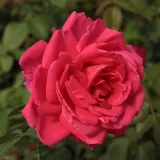 Ruža čajevke - ružičasta - intenzivan miris ruže - Rosa Maria Callas® - Narudžba ruža