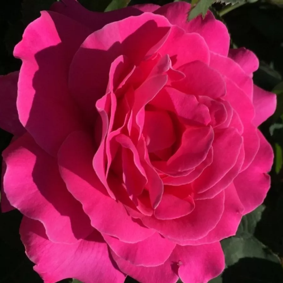 Różowy - Róża - Maria Callas® - Szkółka Róż Rozaria