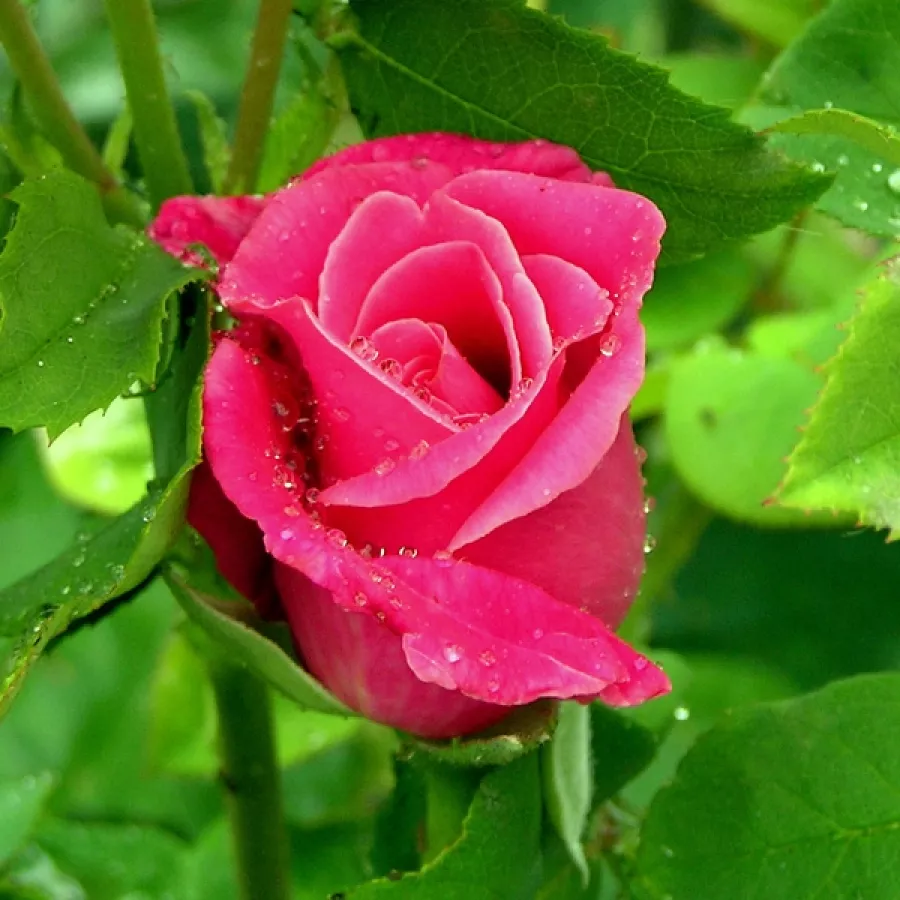 Vrtnica intenzivnega vonja - Roza - Maria Callas® - Na spletni nakup vrtnice