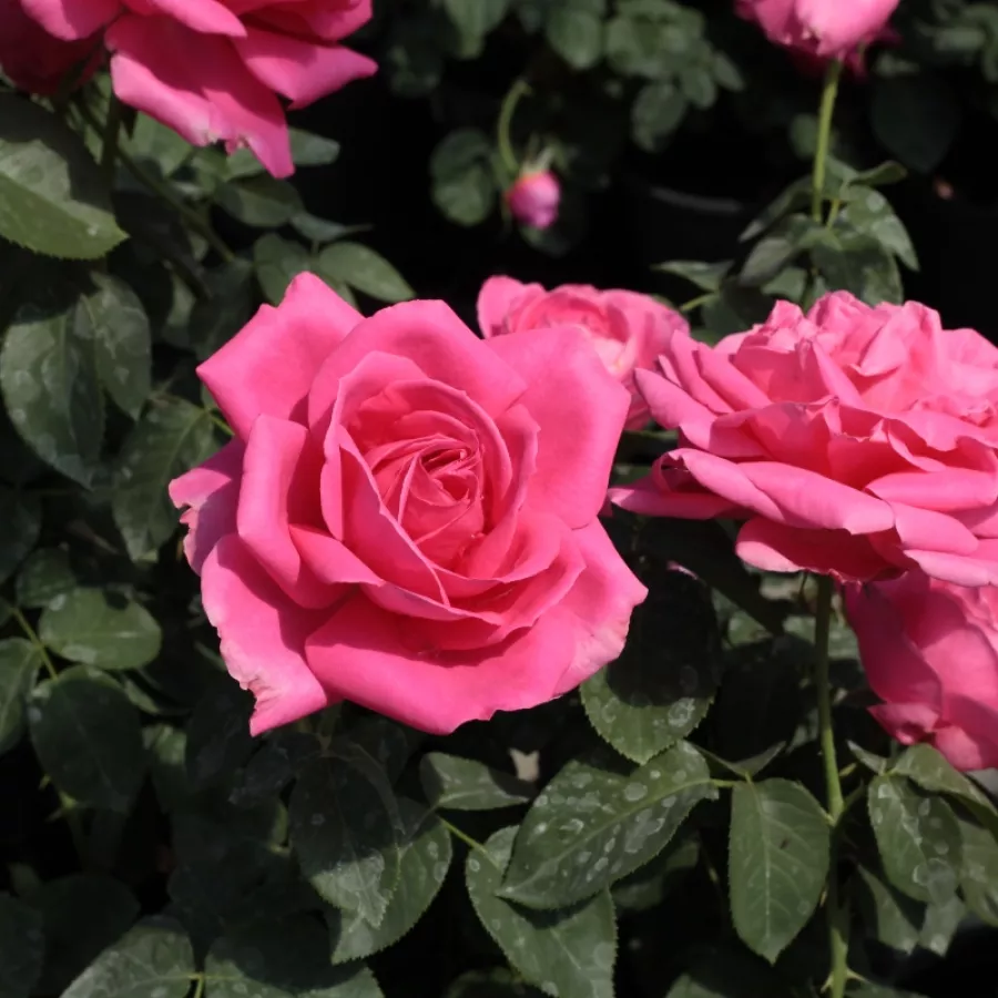 MEIdaud - Róża - Maria Callas® - Szkółka Róż Rozaria