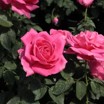 Silny różowy  - róża wielkokwiatowa - Hybrid Tea   (50-90 cm)