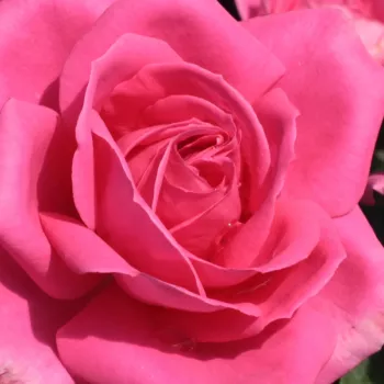 Online rózsa vásárlás - teahibrid rózsa - rózsaszín - intenzív illatú rózsa - vadrózsa3 aromájú - Maria Callas® - (50-90 cm)
