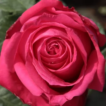 Rosa Maria Callas® - rosa de fragancia intensa - Árbol de Rosas Híbrido de Té - rosal de pie alto - rosa - Marie-Louise (Louisette) Meilland- forma de corona de tallo recto - Rosal de árbol con forma de flor típico de las rosas de corte clásico.