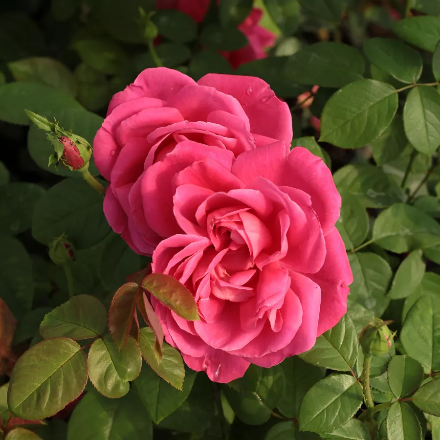 Róża wielkokwiatowa - Hybrid Tea - Róża - Maria Callas® - róże sklep internetowy