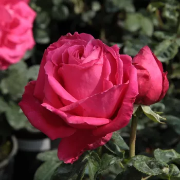 Rosa Maria Callas® - rozā - tējhibrīdrozes