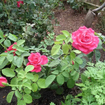 Rosa fuerte - Rosas híbridas de té   (50-90 cm)
