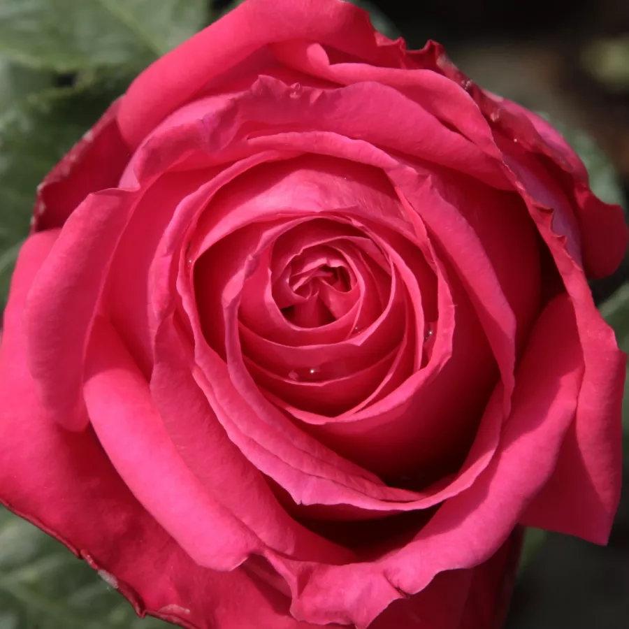 Marie-Louise (Louisette) Meilland - Trandafiri - Maria Callas® - comanda trandafiri online