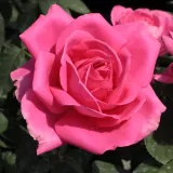 čajohybrid - ružová - Rosa Maria Callas® - intenzívna vôňa ruží - vôňa divokej ruže