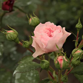 MOSCHINO – halvány rózsaszín virágágyi floribunda rózsa - pharmaROSA®