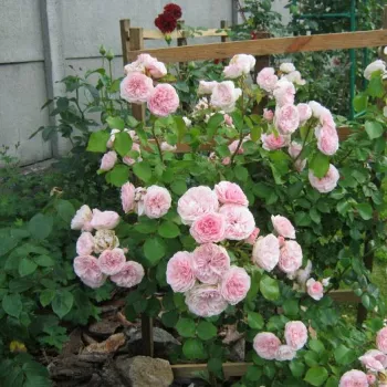 Lágy pasztellrózsaszín virág, halványabb szirmokkal a külső részeken. - virágágyi floribunda rózsa - közepes erősségű, jól érezhető illatú rózsa - kellemesen édeskés aromájú