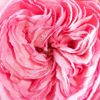Rózsa rendelés online - halvány rózsaszín - közepes erősségű, jól érezhető illatú rózsa - Moschino - virágágyi floribunda rózsa - (75-105 cm)