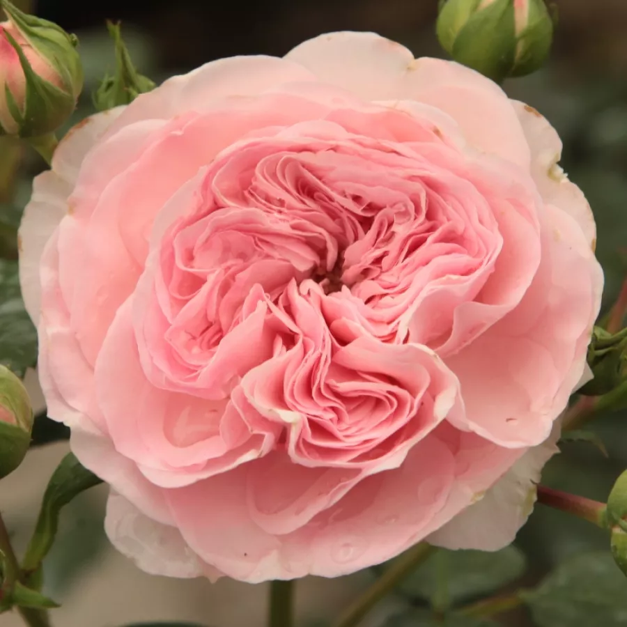 Virágágyi floribunda rózsa - Rózsa - Moschino - online rózsa vásárlás