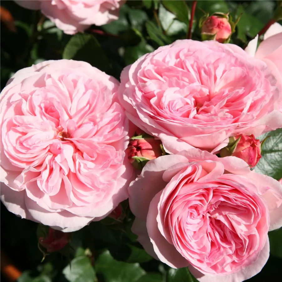 Vrtnica floribunda za cvetlično gredo - Roza - Moschino - vrtnice online