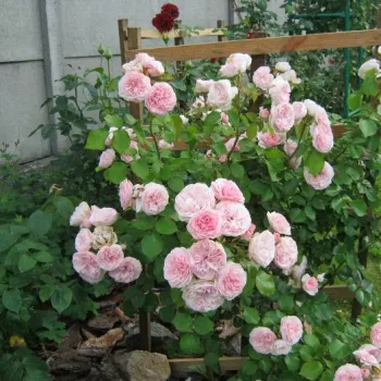 Világos rózsaszín - virágágyi floribunda rózsa - diszkrét illatú rózsa - alma aromájú