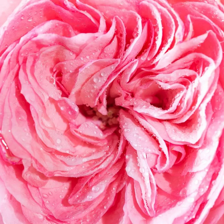 Rozettás - Rózsa - Moschino - online rózsa vásárlás