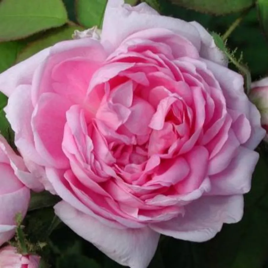 Rosales antiguos - musgo (musgosos) - Rosa - Marie de Blois - Comprar rosales online