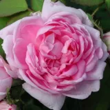 Történelmi - moha rózsa - rózsaszín - intenzív illatú rózsa - pézsmás aromájú - Rosa Marie de Blois - Online rózsa rendelés
