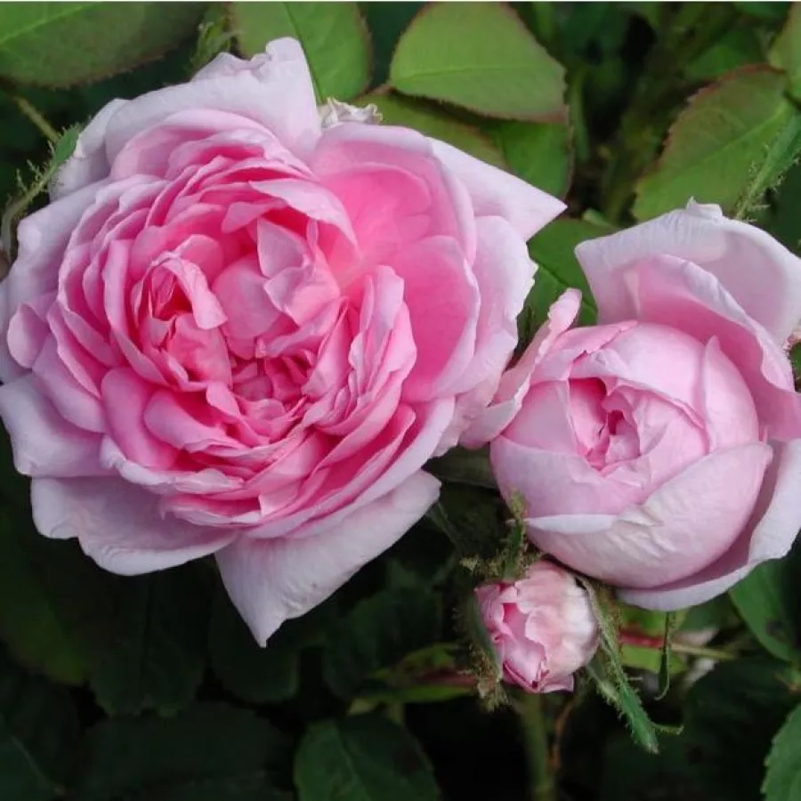 Różowy - Róża - Marie de Blois - Szkółka Róż Rozaria