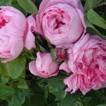 Rosa Marie de Blois - rózsaszín - történelmi - moha rózsa