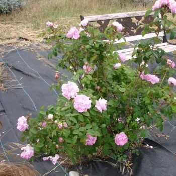 Rózsaszín - történelmi - moha rózsa - intenzív illatú rózsa - pézsmás aromájú