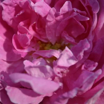 Rosa Marie de Blois - rosa de fragancia intensa - Árbol de Rosas Inglesa - rosal de pie alto - rosa - M. Robert- forma de corona tupida - Rosal de árbol con flores grandes y densas y con una gran cantidad de pétalos.