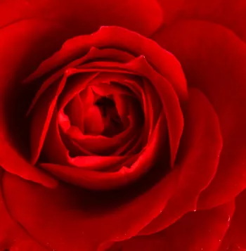 Rózsa kertészet - teahibrid rózsa - vörös - intenzív illatú rózsa - ánizs aromájú - Marjorie Proops™ - (50-150 cm)