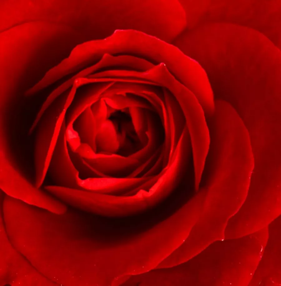 Magányos - Rózsa - Marjorie Proops™ - Kertészeti webáruház