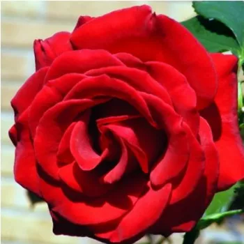 Tmavočervená - Stromkové ruže s kvetmi čajohybridovstromková ruža s rovnými stonkami v korune