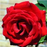 čajohybrid - červený - Rosa Marjorie Proops™ - intenzívna vôňa ruží - aróma